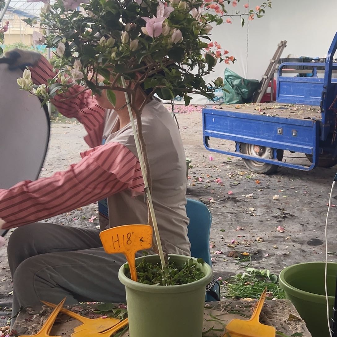 雾***别大部分花苞少量开放H18苹果花