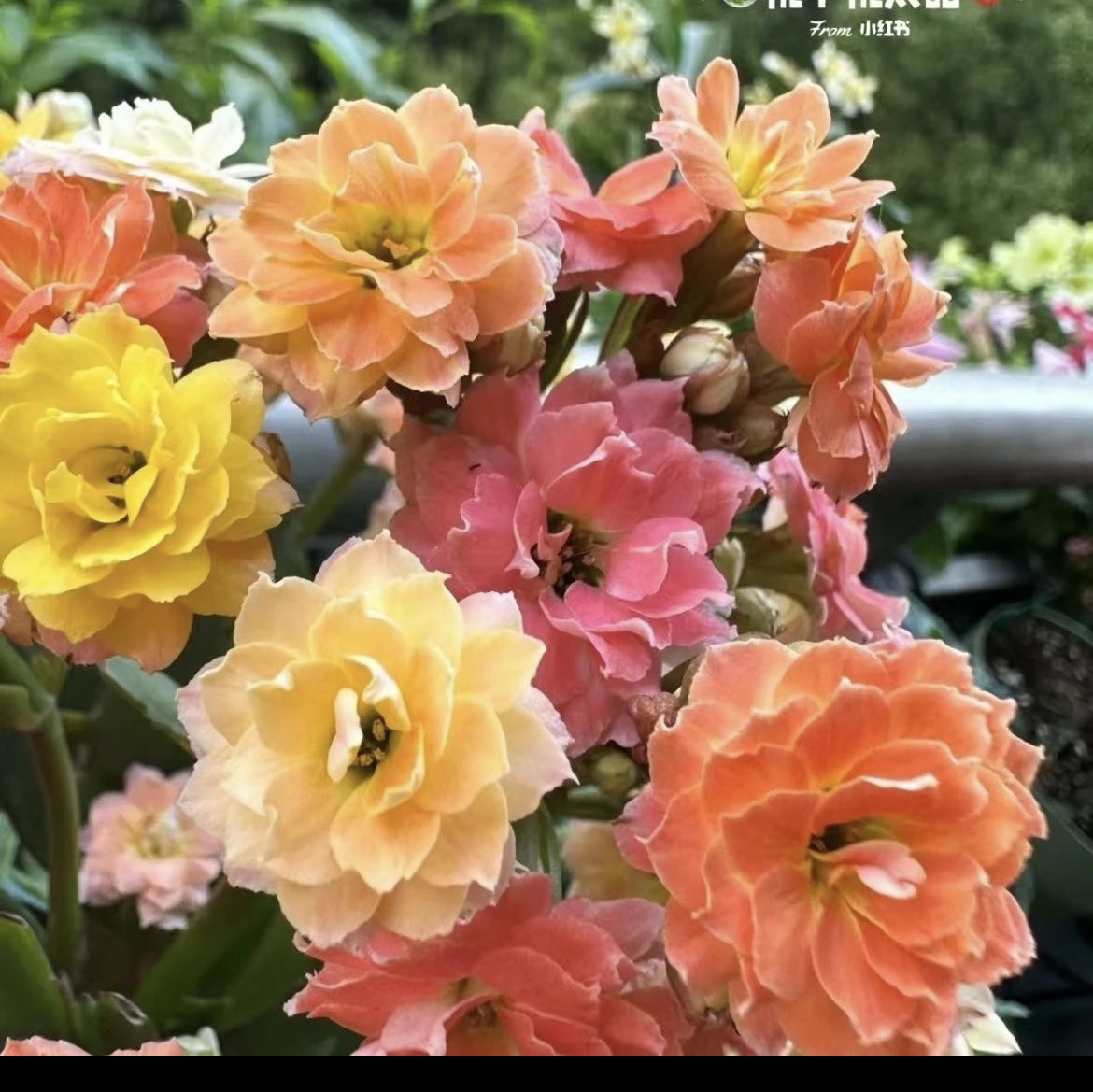 无品牌长寿花随机一盆