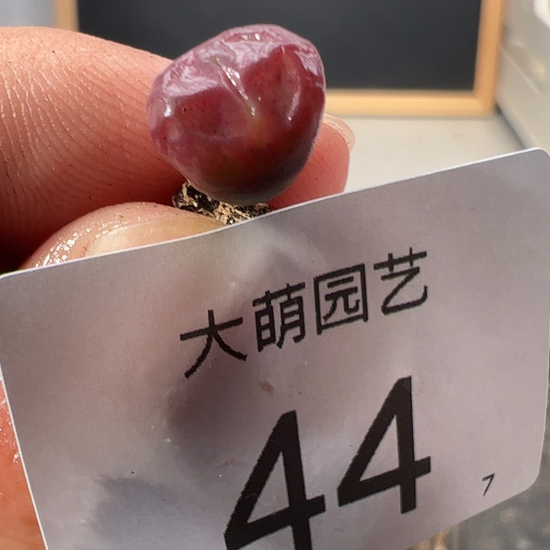 000044 一物一拍……