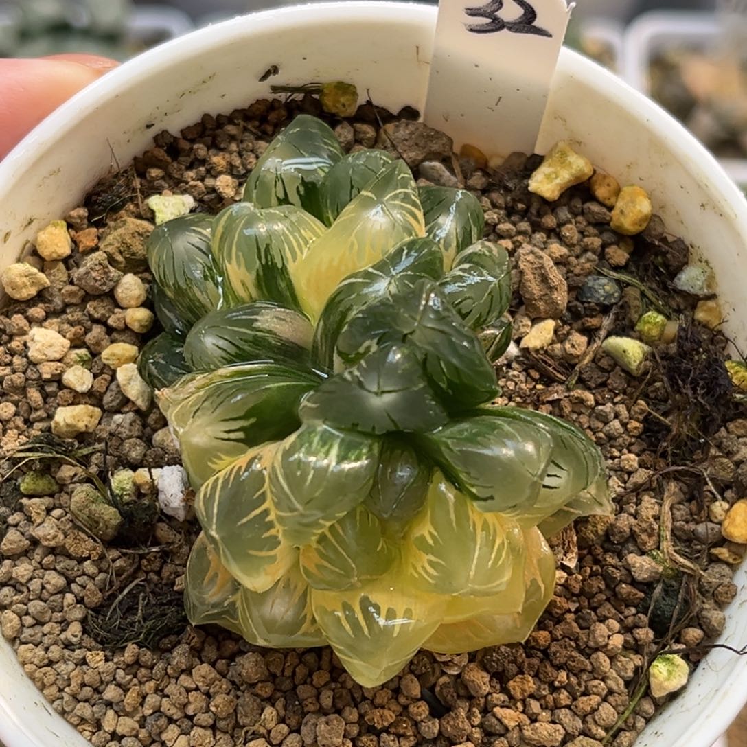 32双头老川灯芯玉露锦（糊斑趋势➕好锦）福利专场