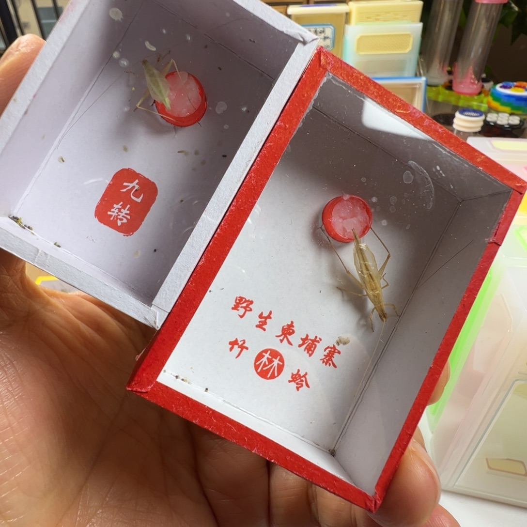 蟋蟀一只柬埔寨一只九转竹蛉