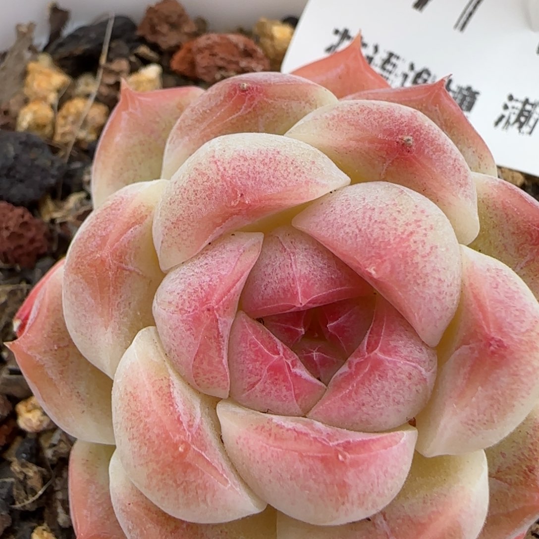 花语逸镜0128-171