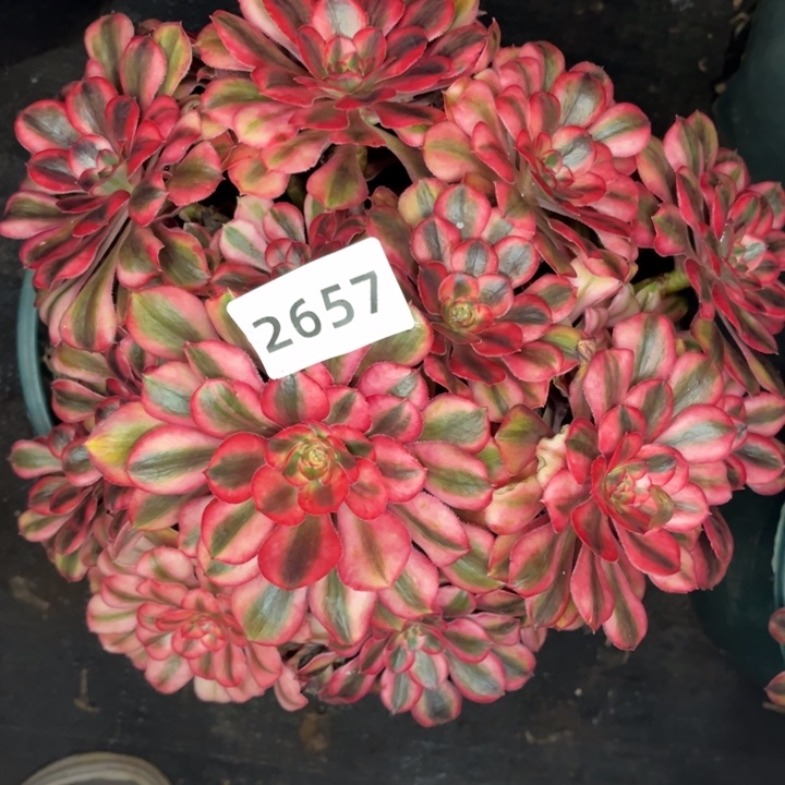 初恋大初恋多肉发货