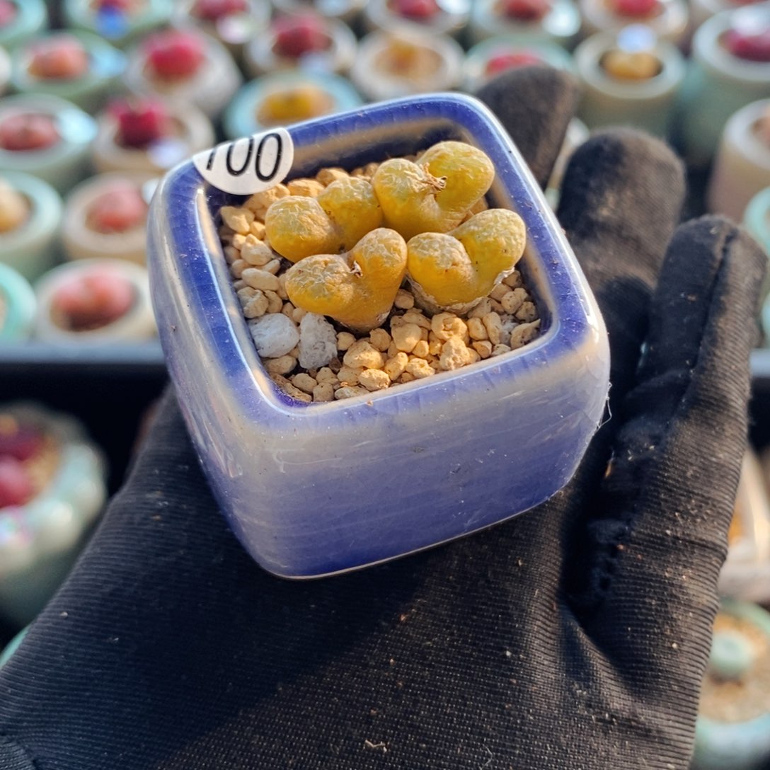 6249--一物一拍 带盆