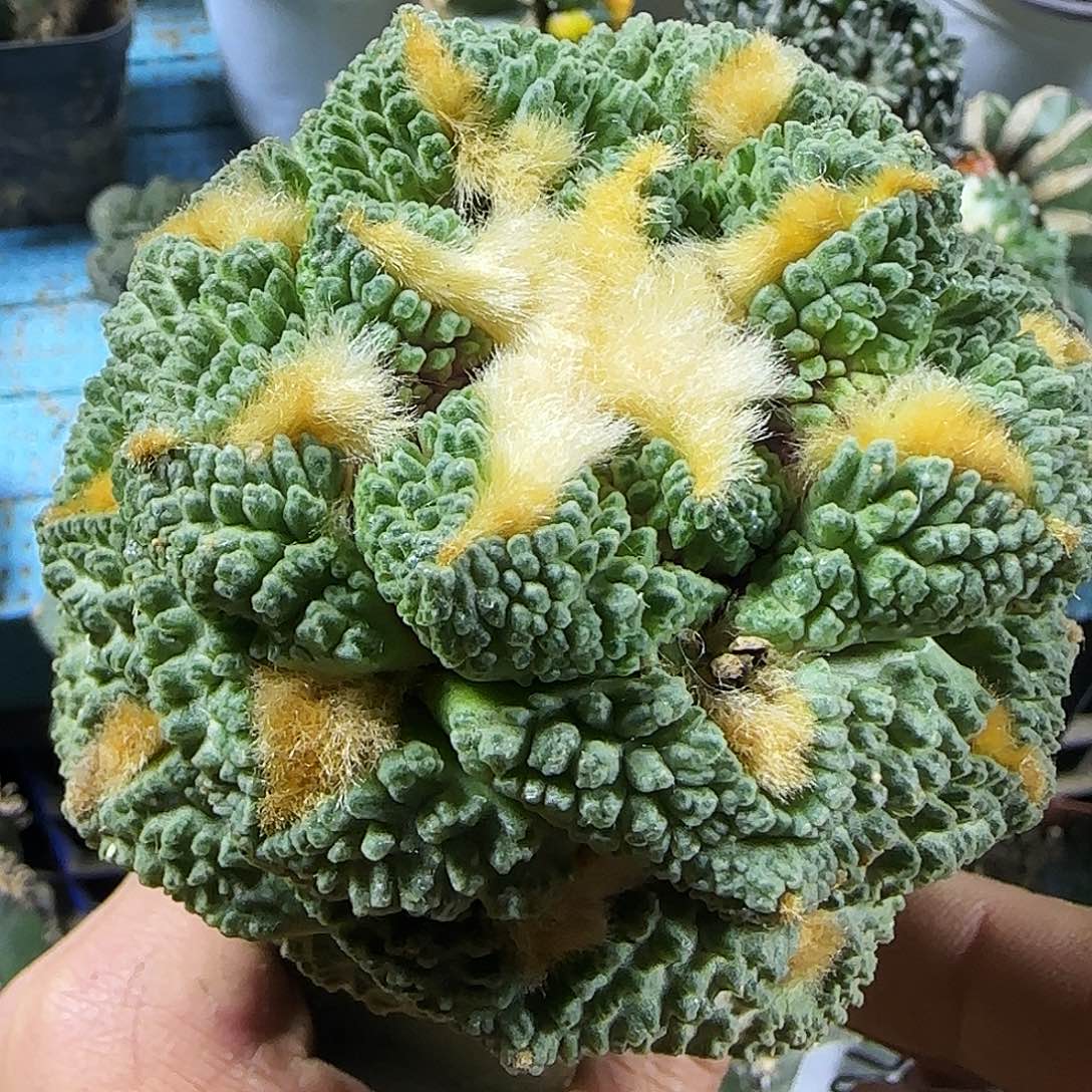 大龟甲643仙人球开花