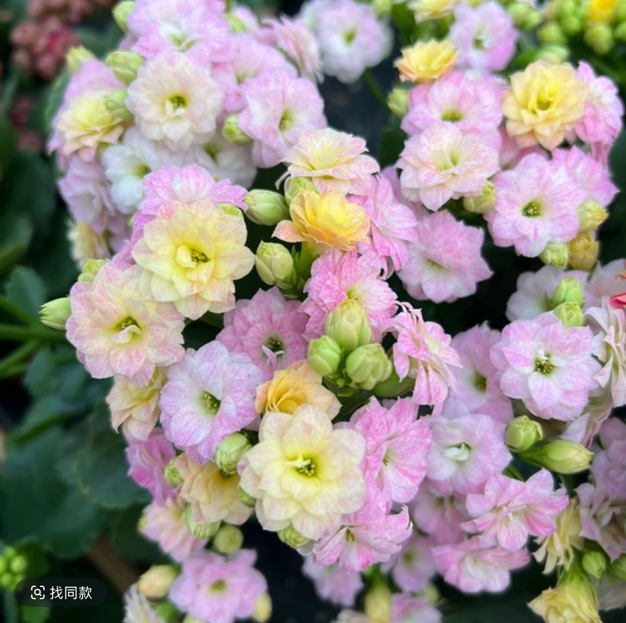 《变色龙》130盆重瓣长寿花