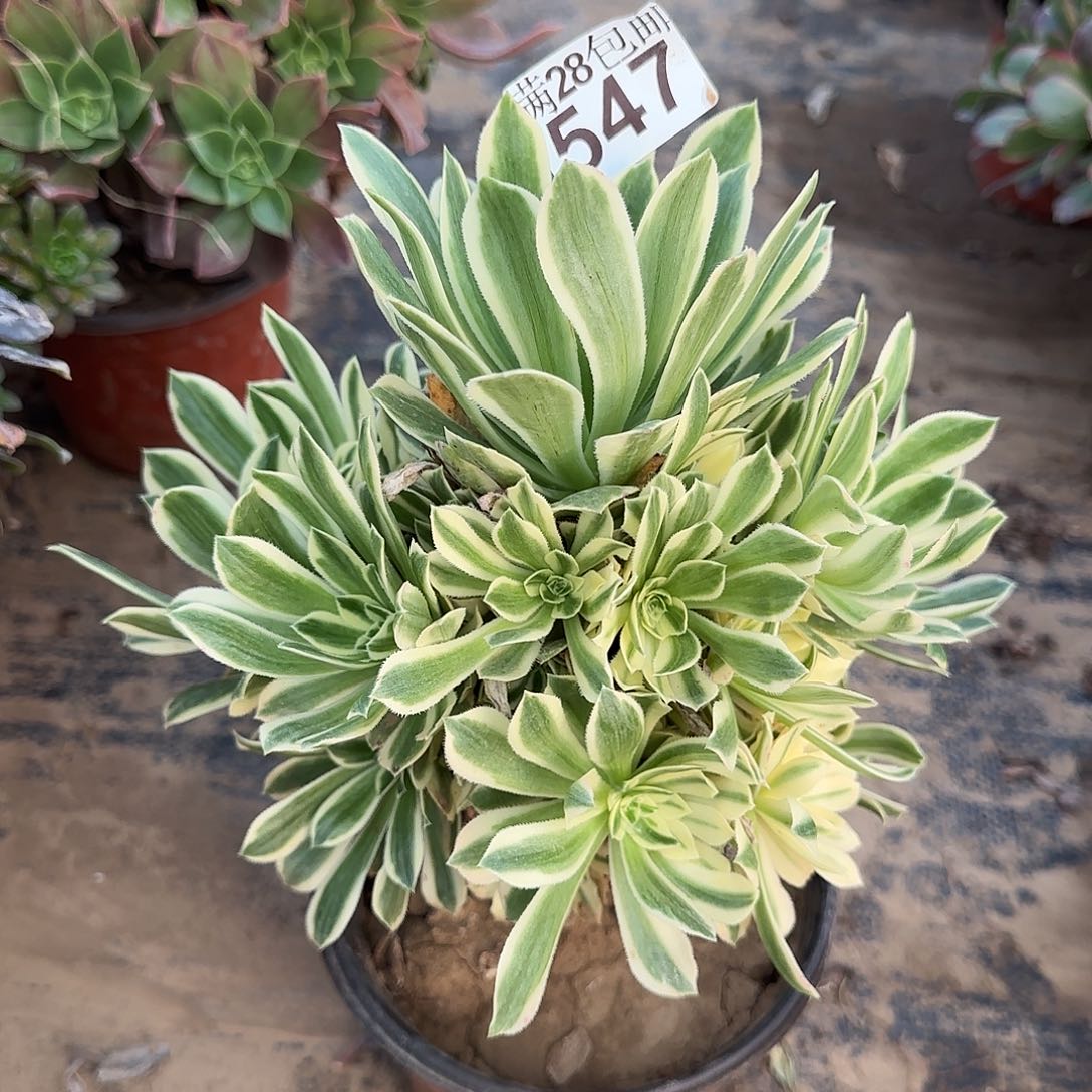 艳凝多肉547满28包邮断枝不包