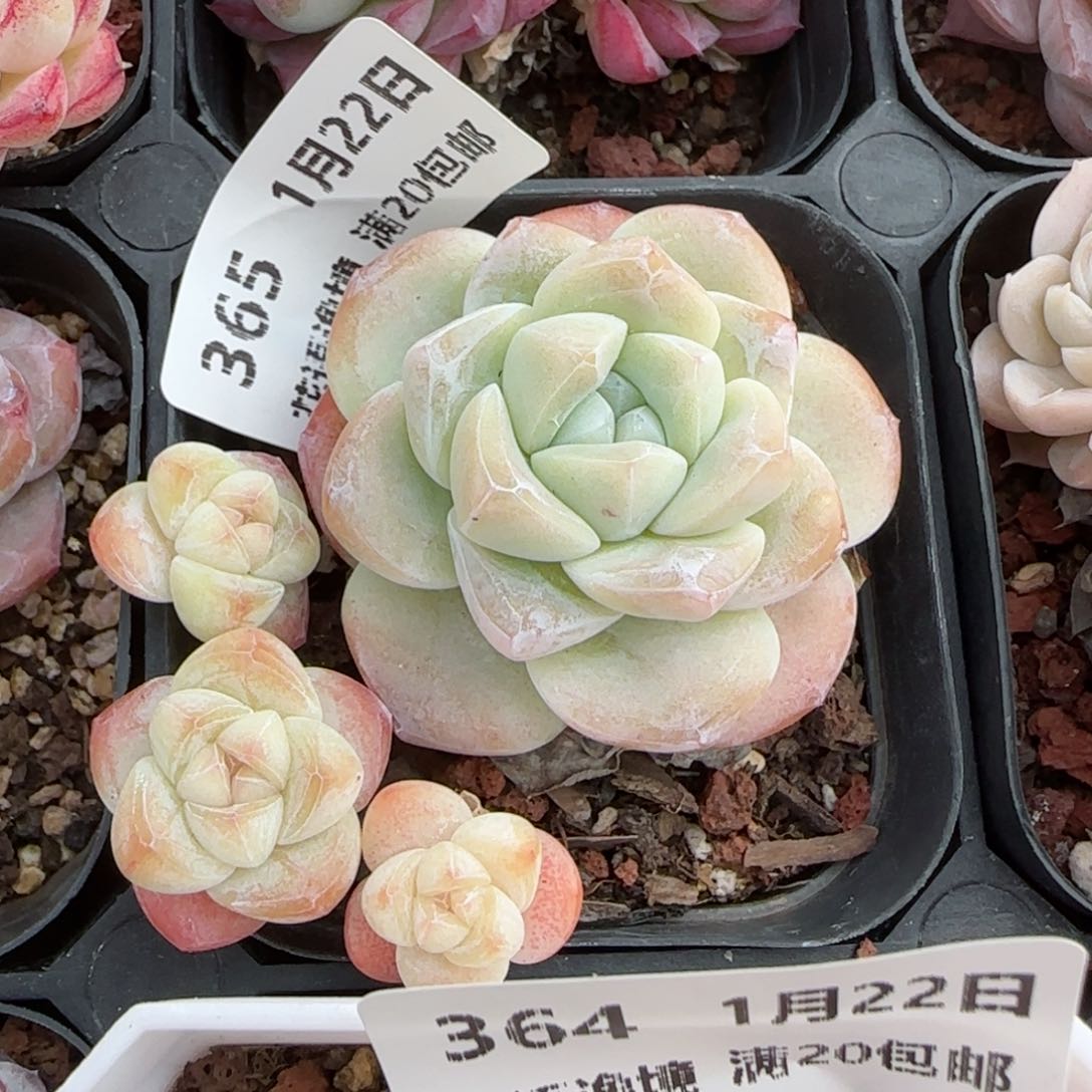 花语逸境0122-365冰玉