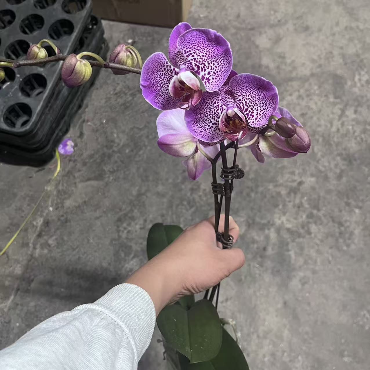 蝴蝶兰【枫叶】双花剑 带花发货 室内花花 广州直发