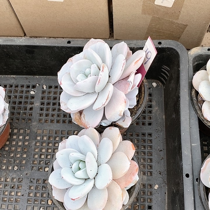 19号一物一拍自然双头雪莲2颗