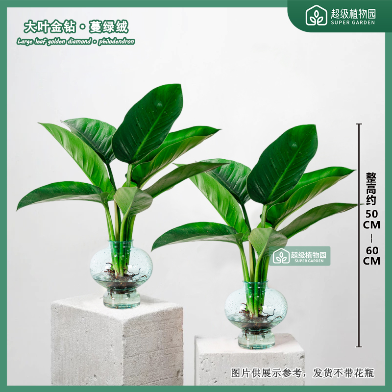 拍一发二水培大叶金钻绿公主室内桌面净化空气绿植50-60cm不带瓶