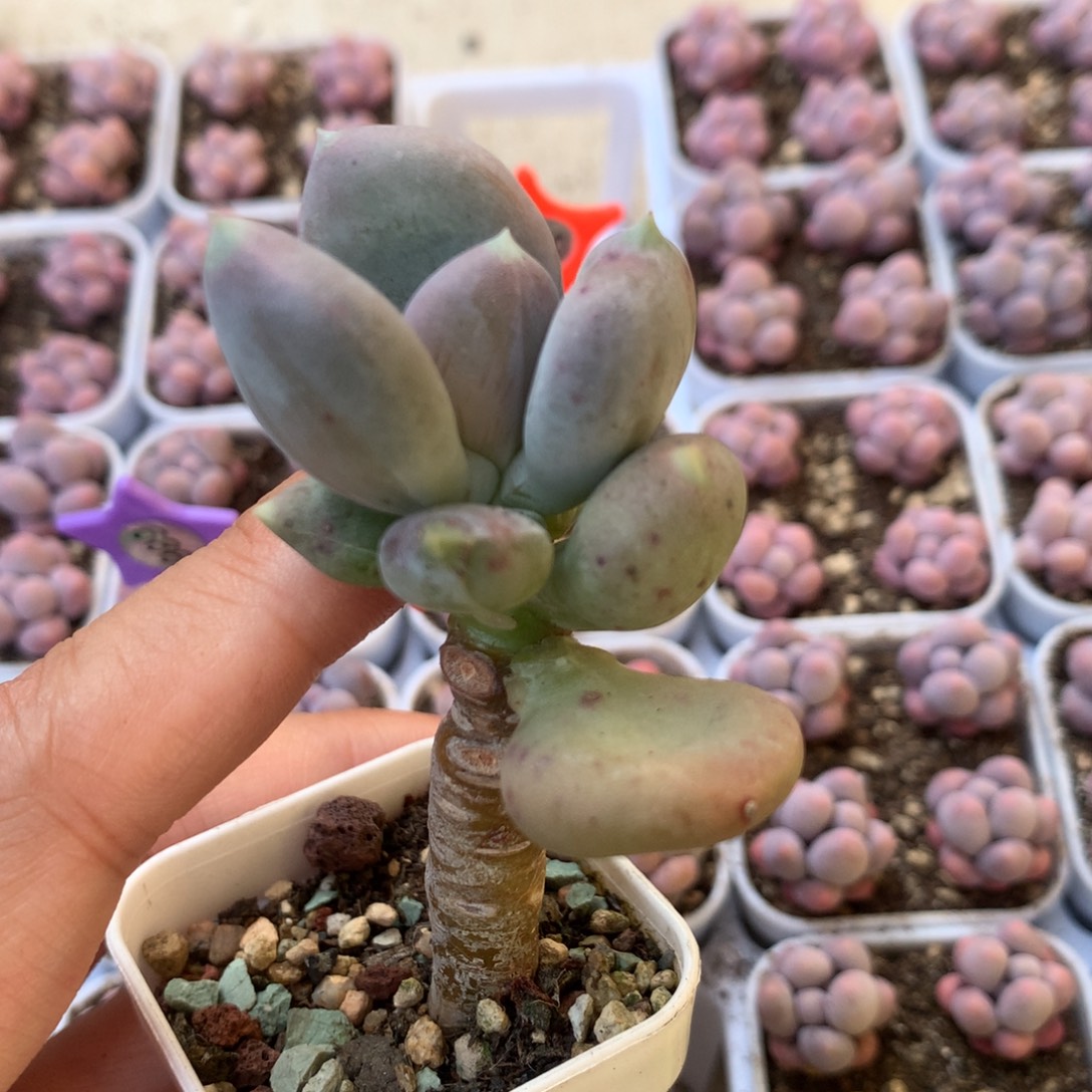 小屁桃 精品奶酪多肉