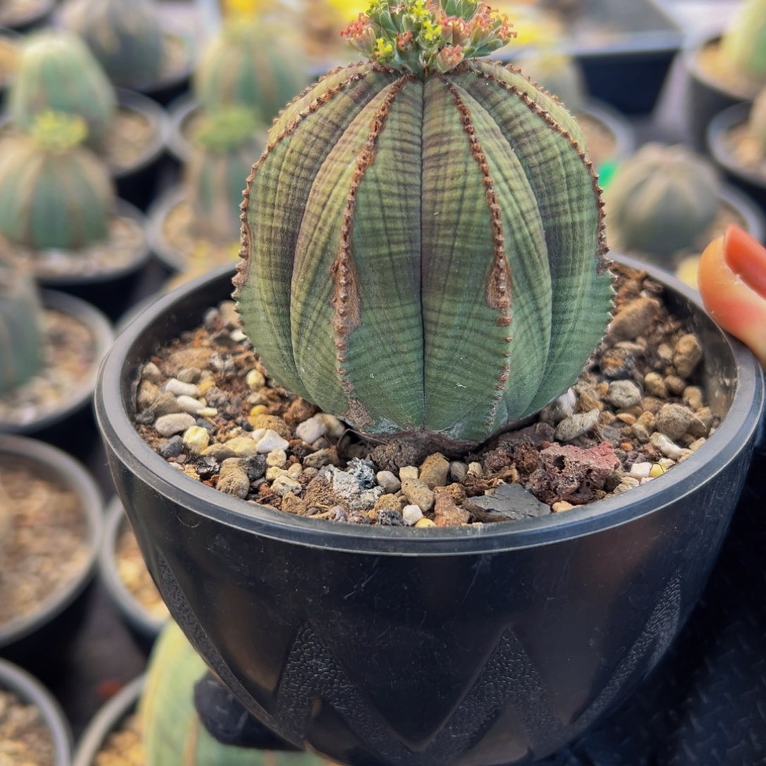 布纹wwwwwwwwwwwwwwww