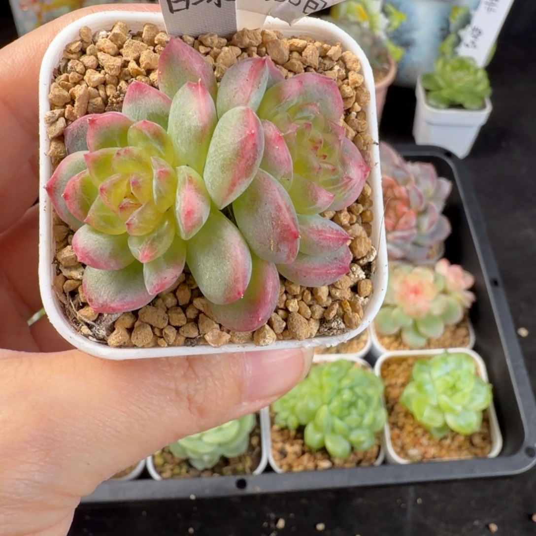 白冰双头一颗94号