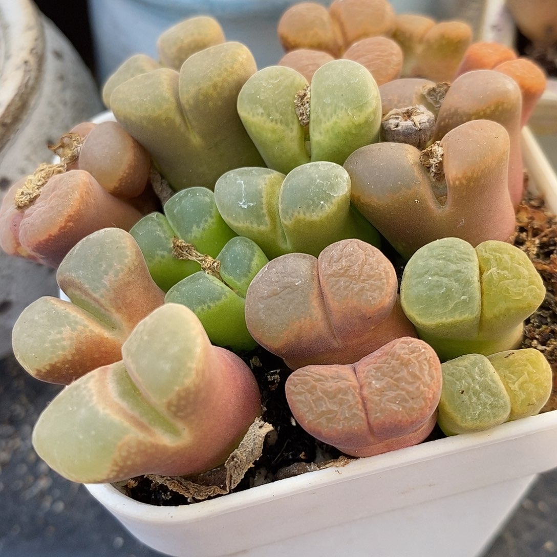 双头风铃一颗。     