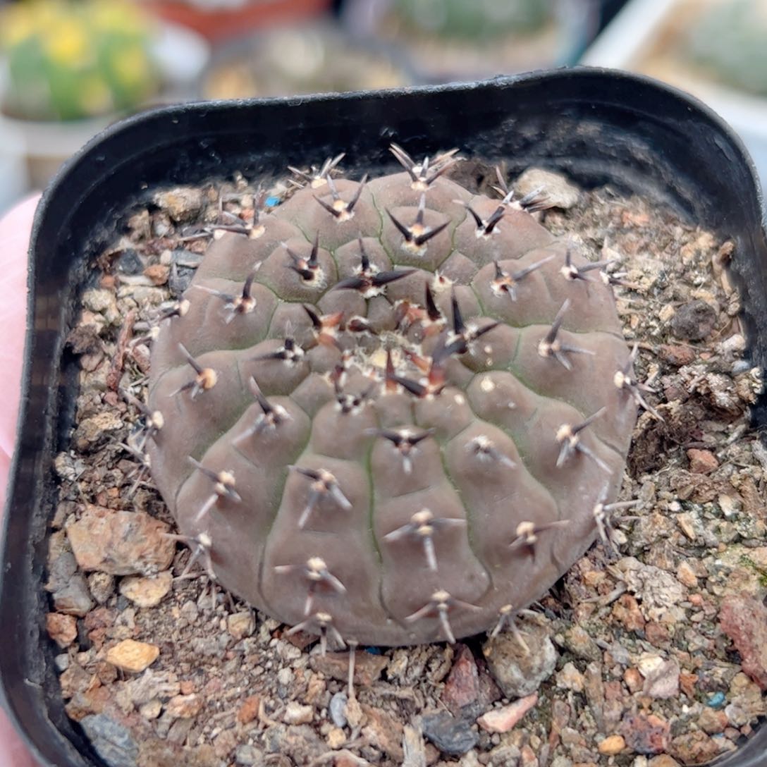 实生 黑刺怪龙丸