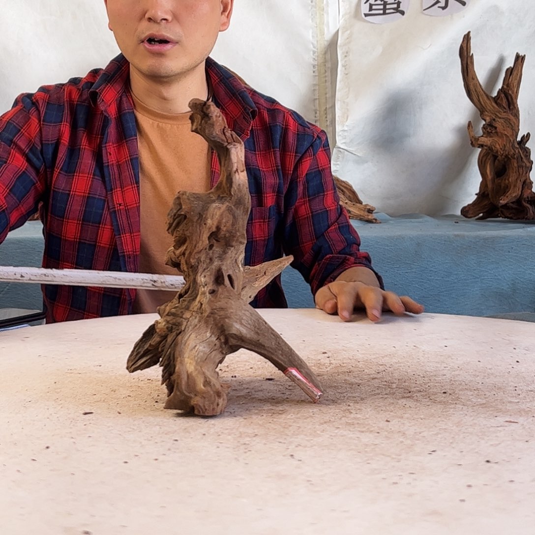 沉木造景爬宠造景