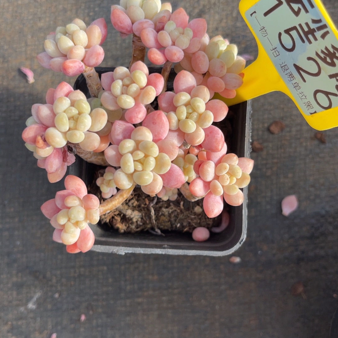 云尘多肉一物一拍1526