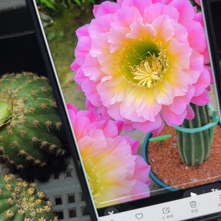 64毛河岸歪无根侧芽4公分左右20包邮