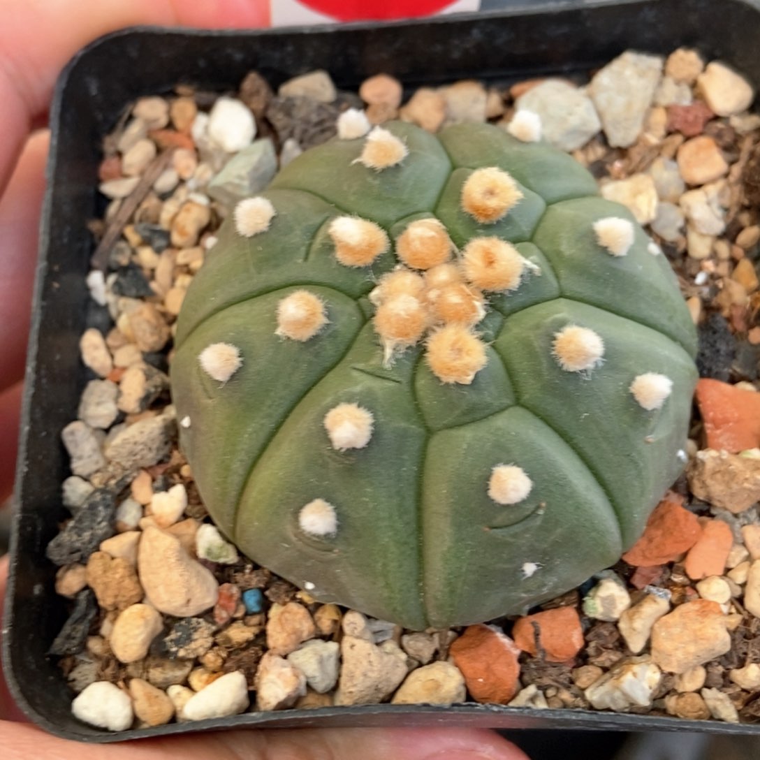 龟甲兜4.5cm一棵仙人球