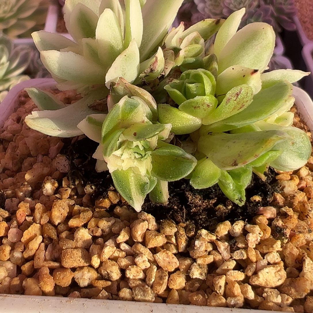 极***志山地玫瑰锦秋夕1489号