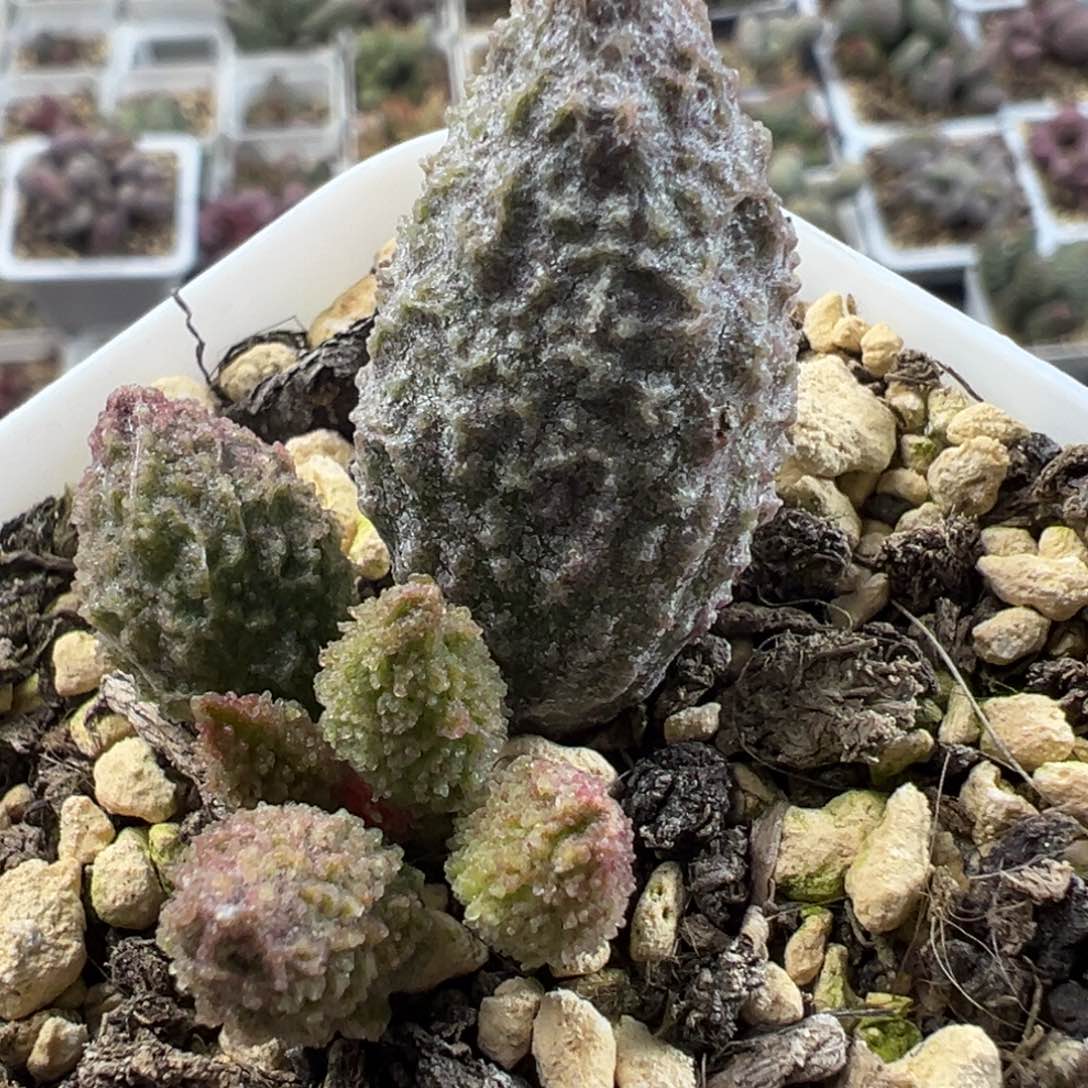 实生低叶苗狂野纹路多肉