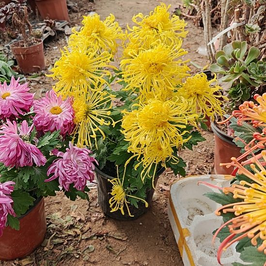 ****初菊花加急发货发货25