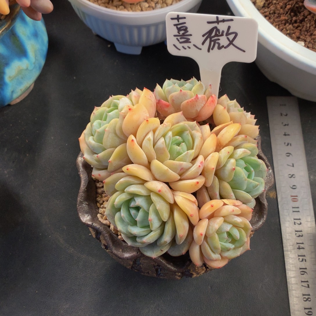 劳林好看好看好看