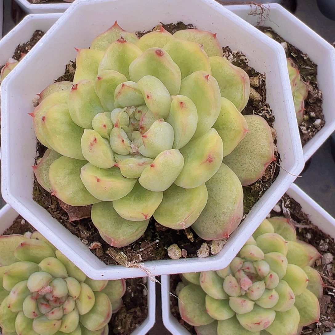 冰天使锦19包邮多肉