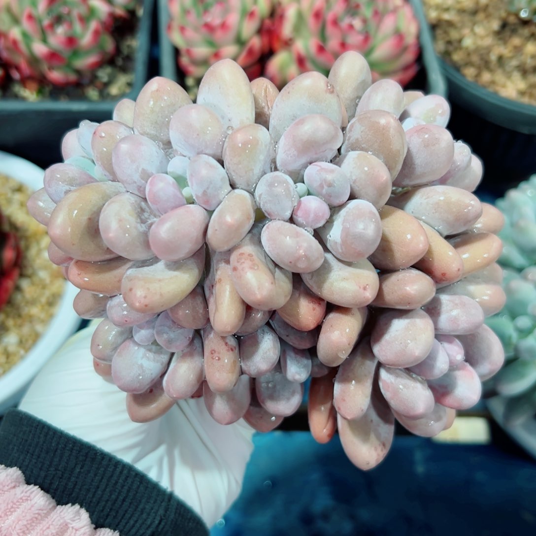 汤圆自然群多肉植物