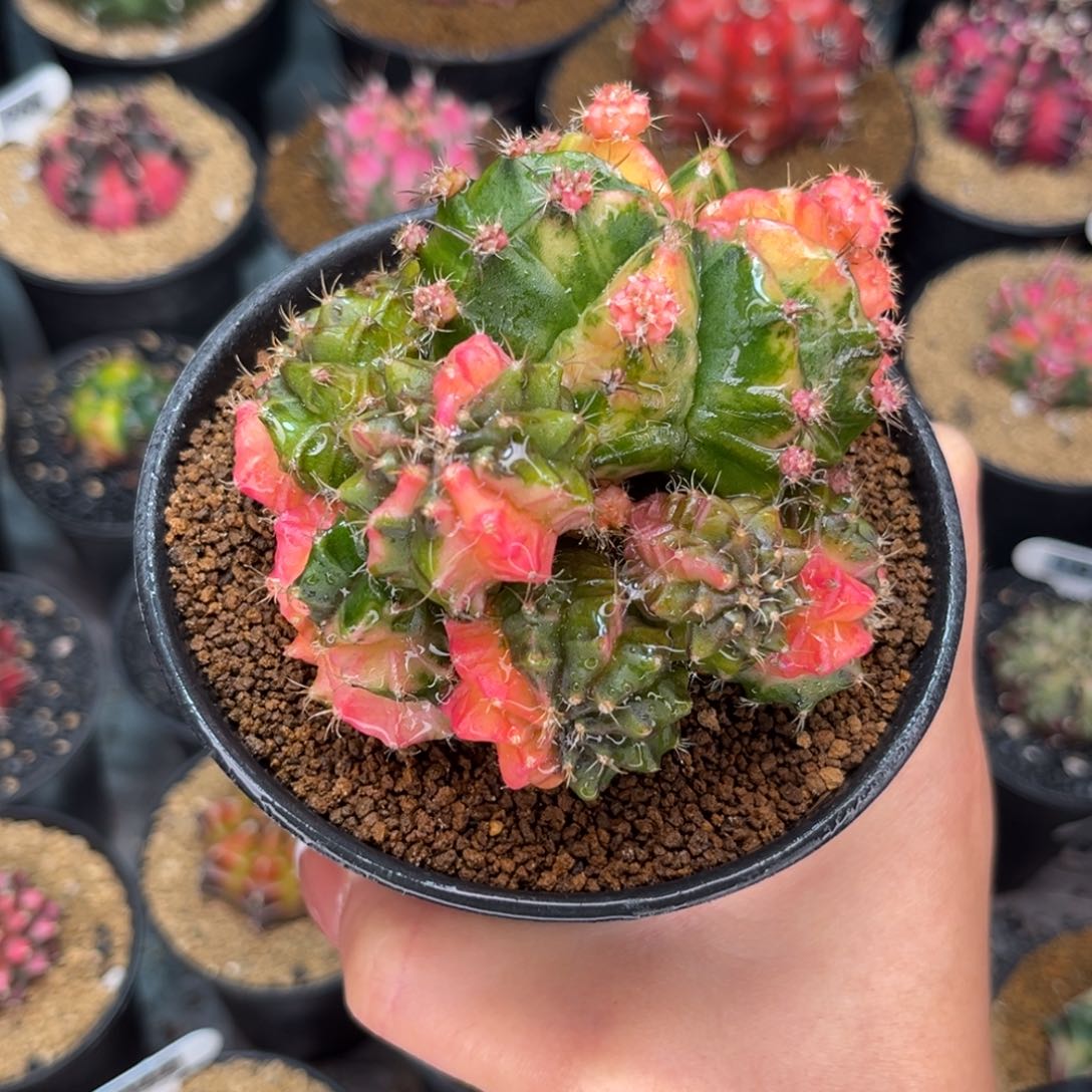 花仙子 群生 福利 米哈仙人球