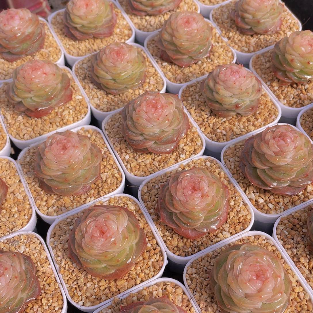 量拍76号 冻唇蜜珍妮单头一个