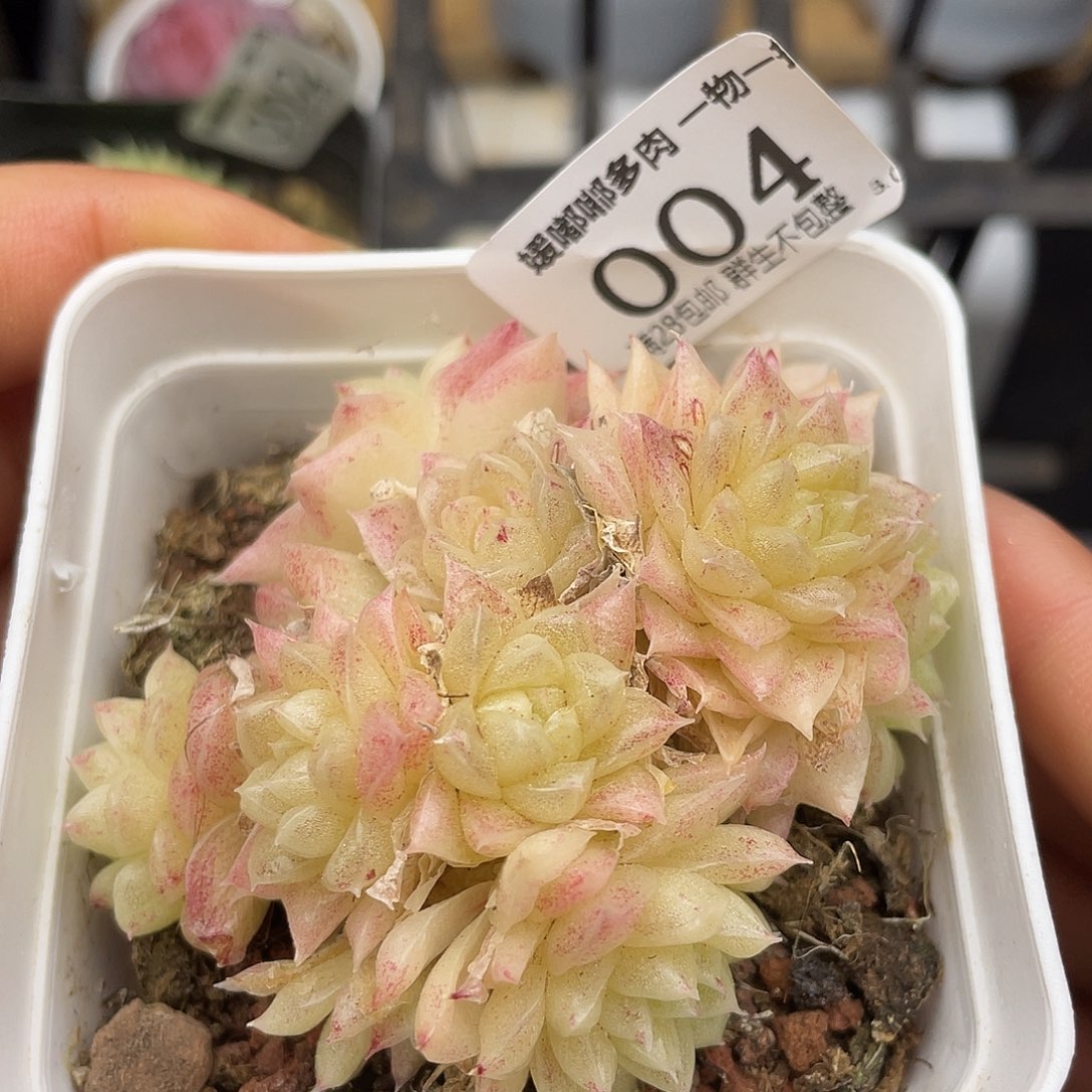 004 3.3一物一拍精品美肉