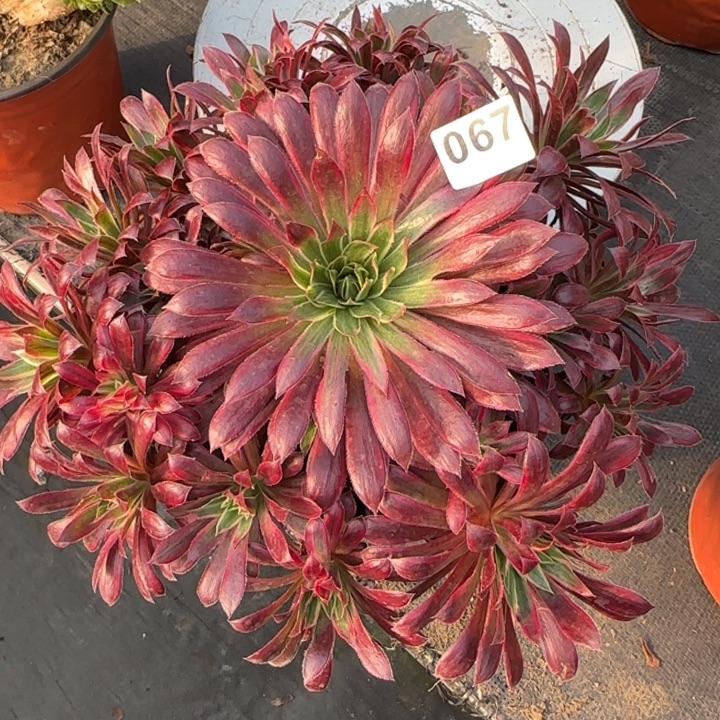 多肉植物孔雀067号