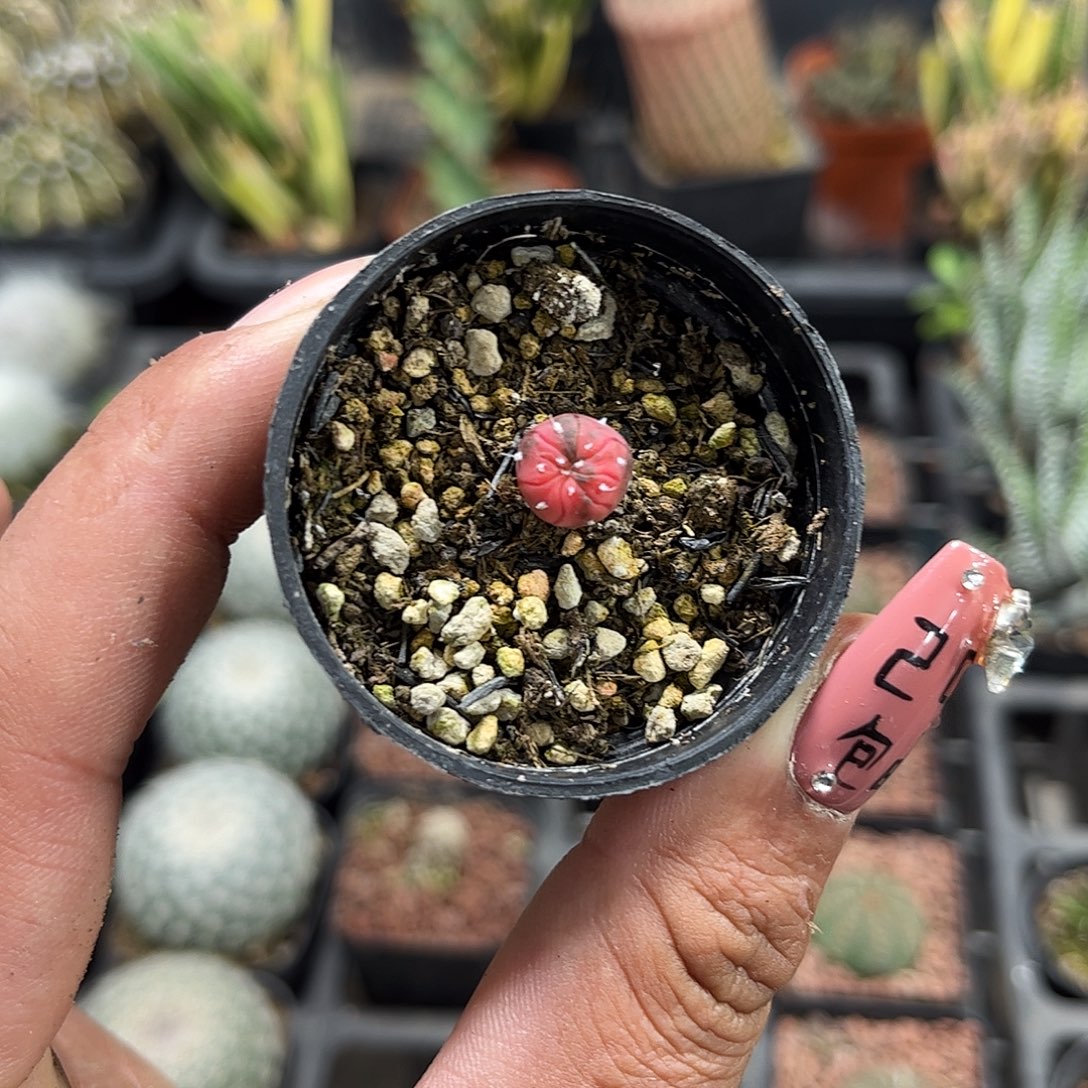 糖果兜单头发货单头