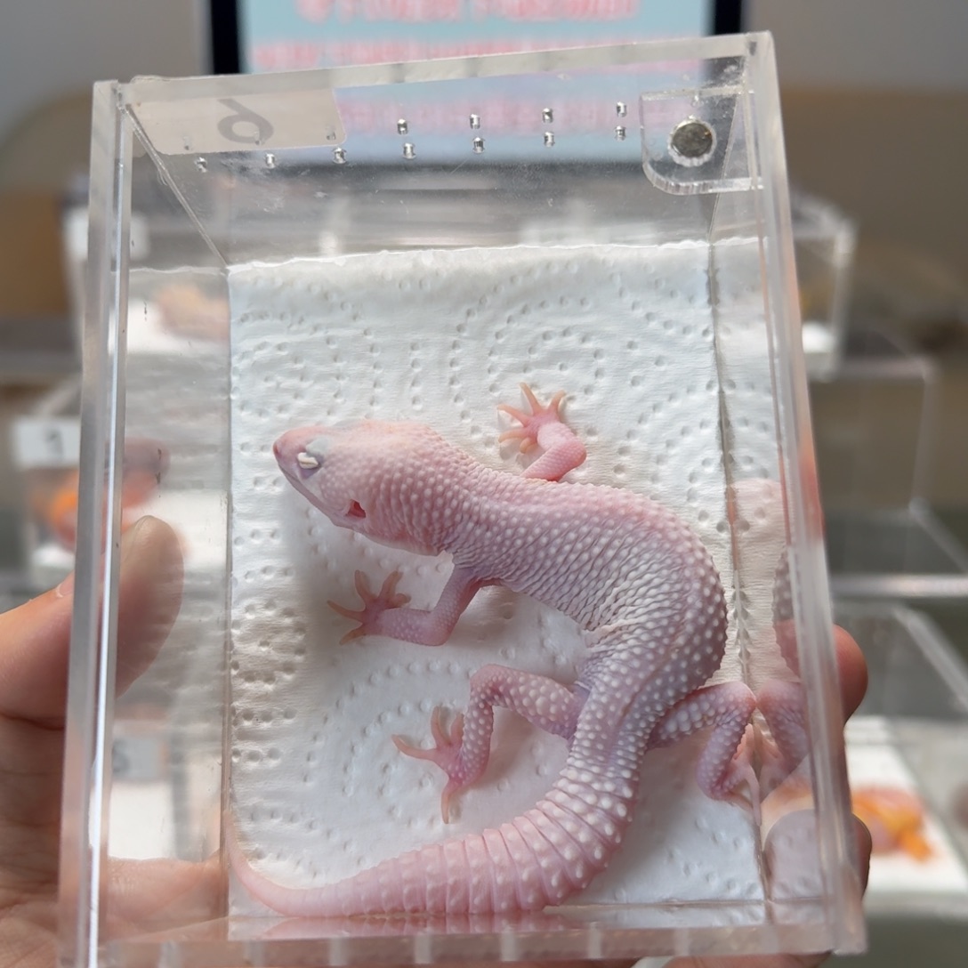 豹纹守宫雪花恶魔白酒弟弟