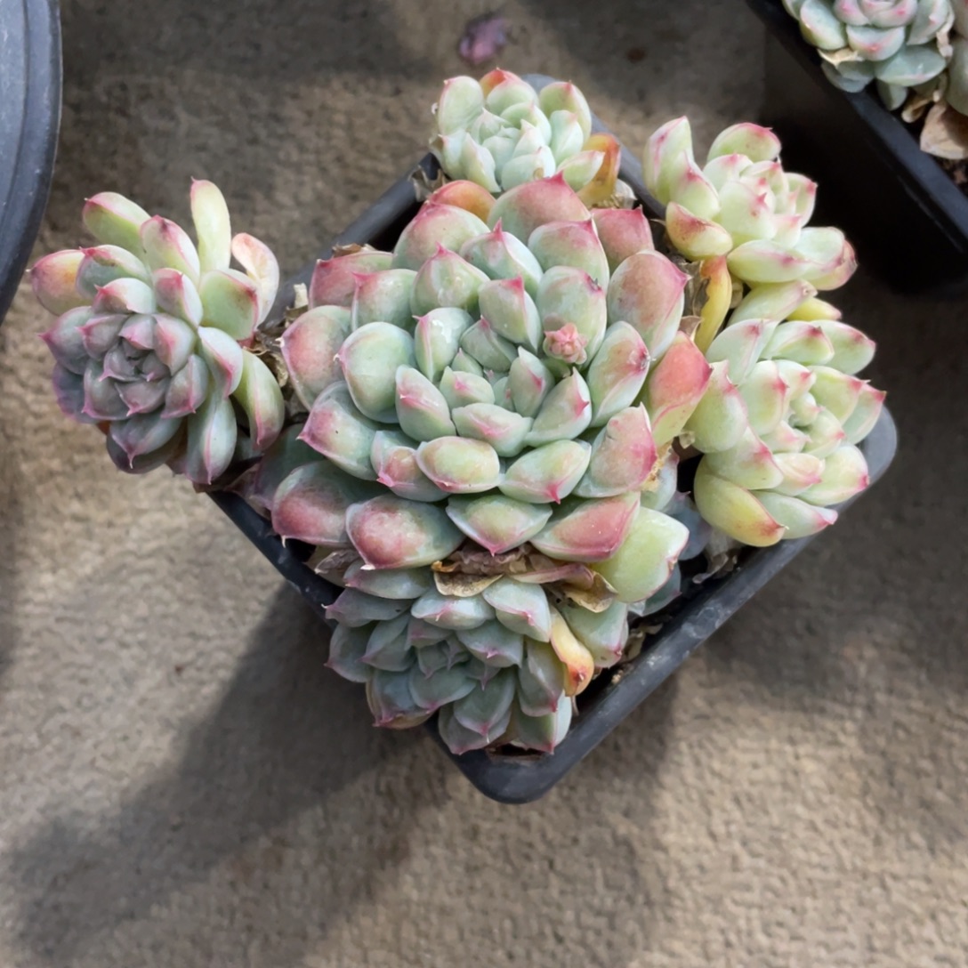 凸凸莉冠幅12 公分一物一拍