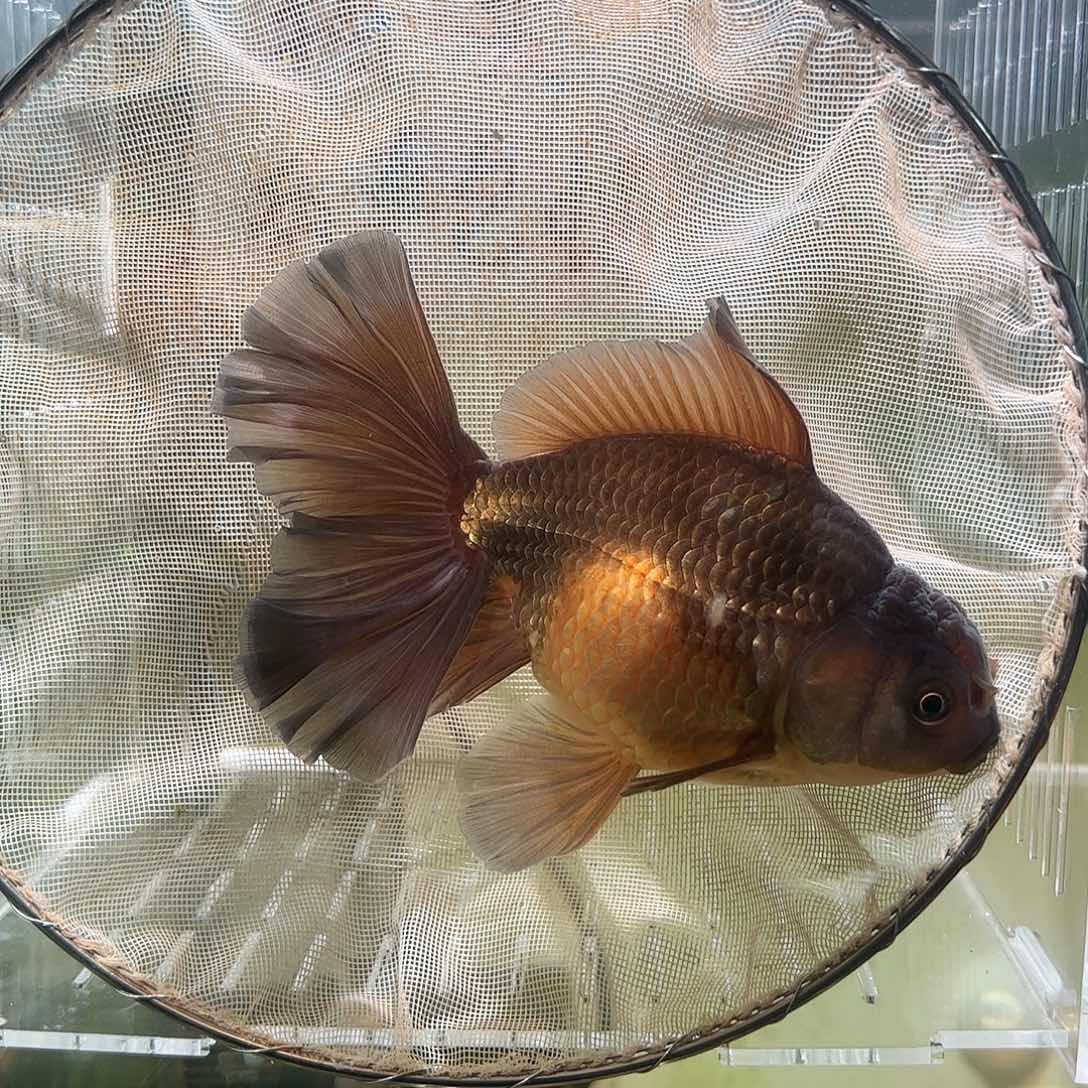 金鱼百褶泰狮亚成50