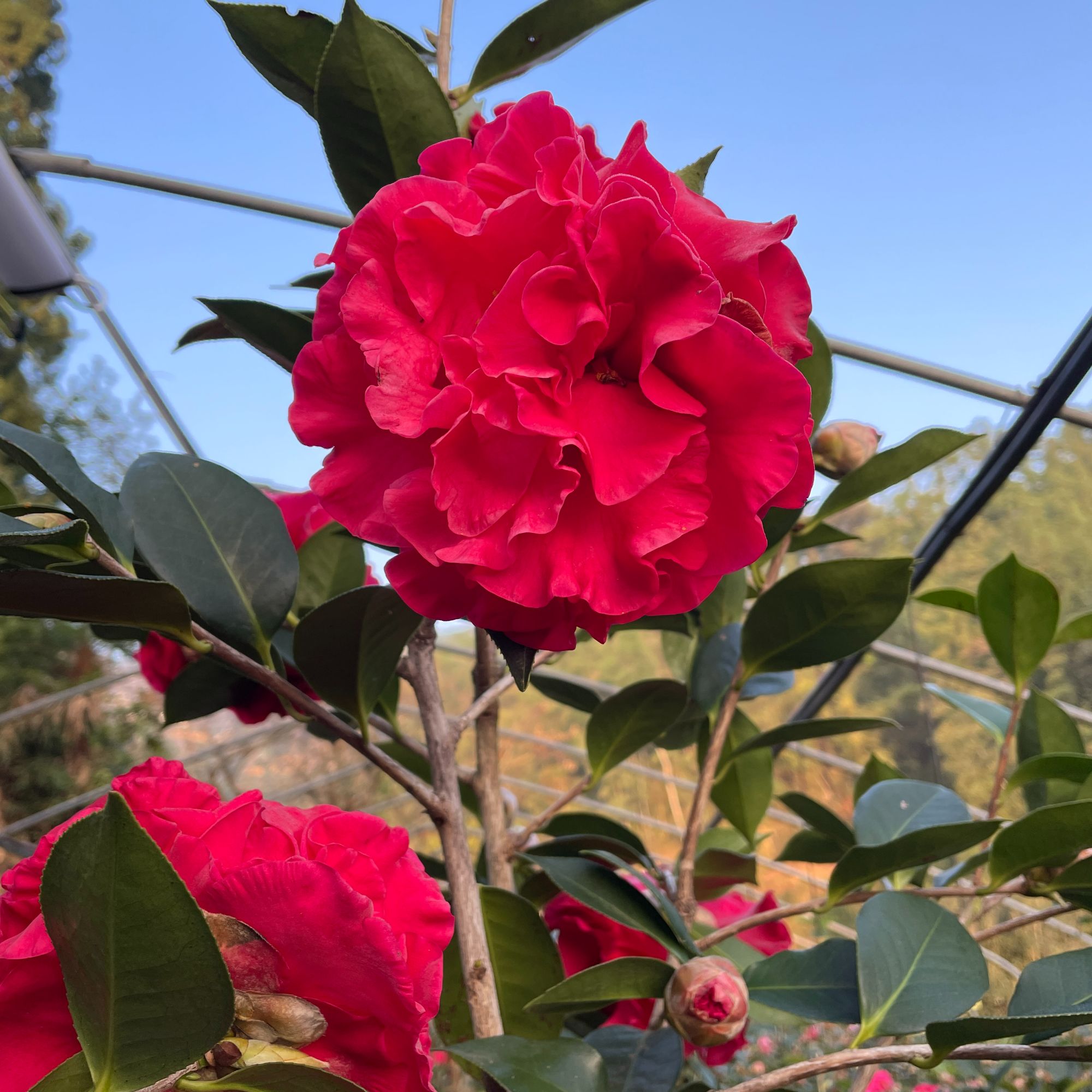 云杂品种茶花比尔大牡丹