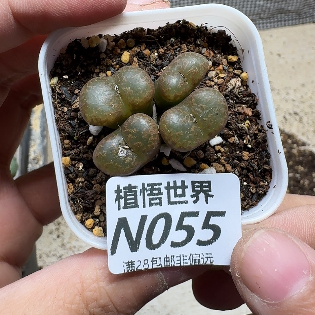 多肉植物的润泽gbnm