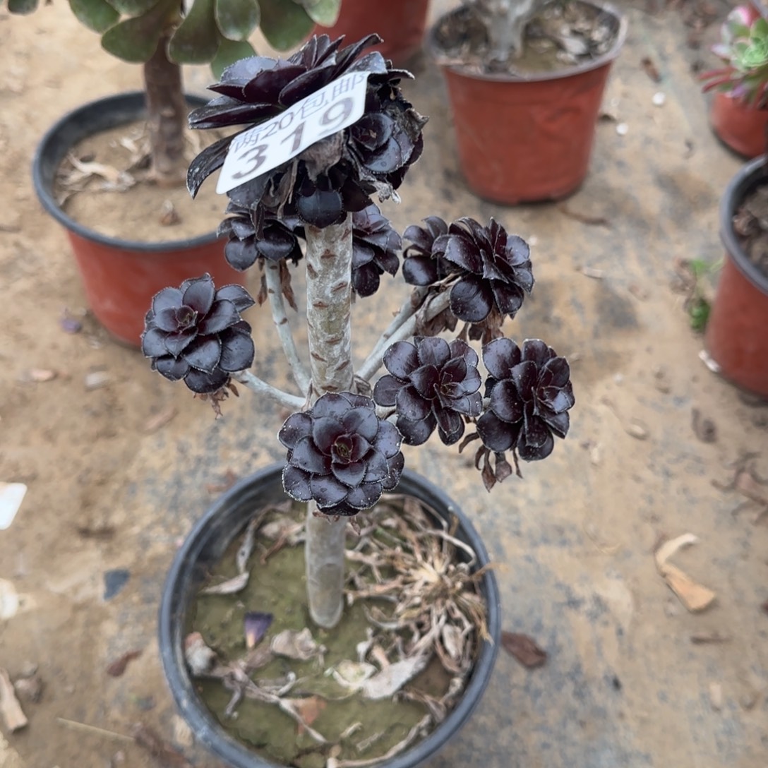 墨豆319满20包邮断枝不包