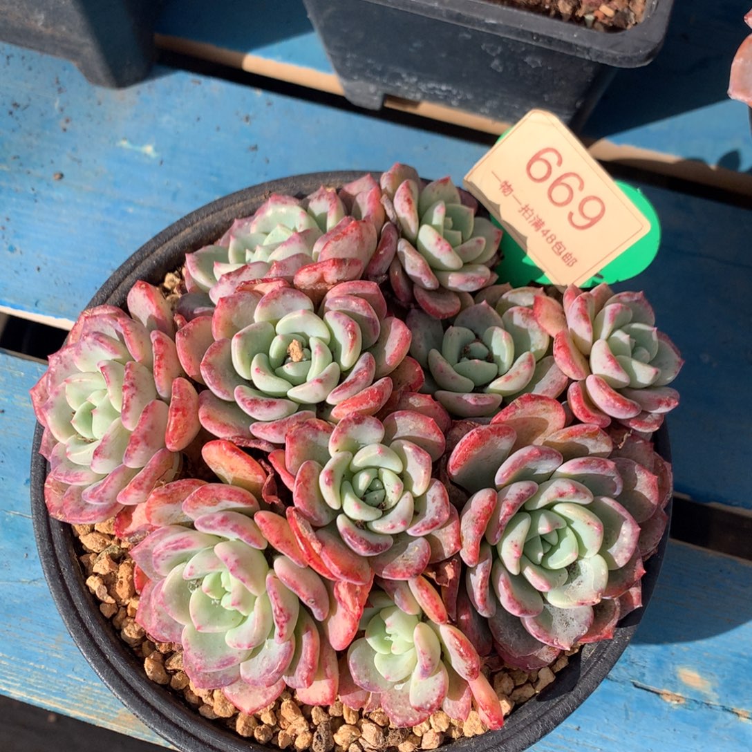 千山雪老桩平头开播福利669