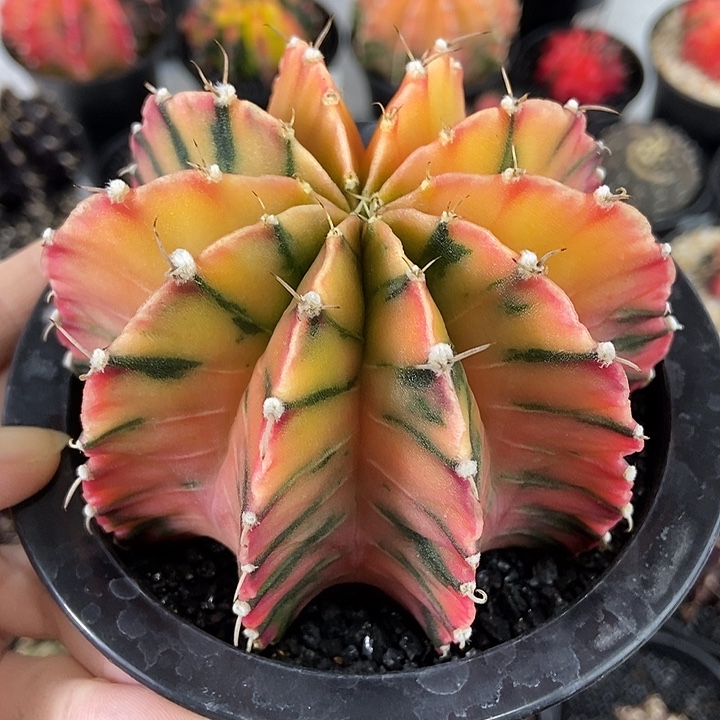 糖果色超大冠幅精品泰系母本级肋骨锦仙人球实生