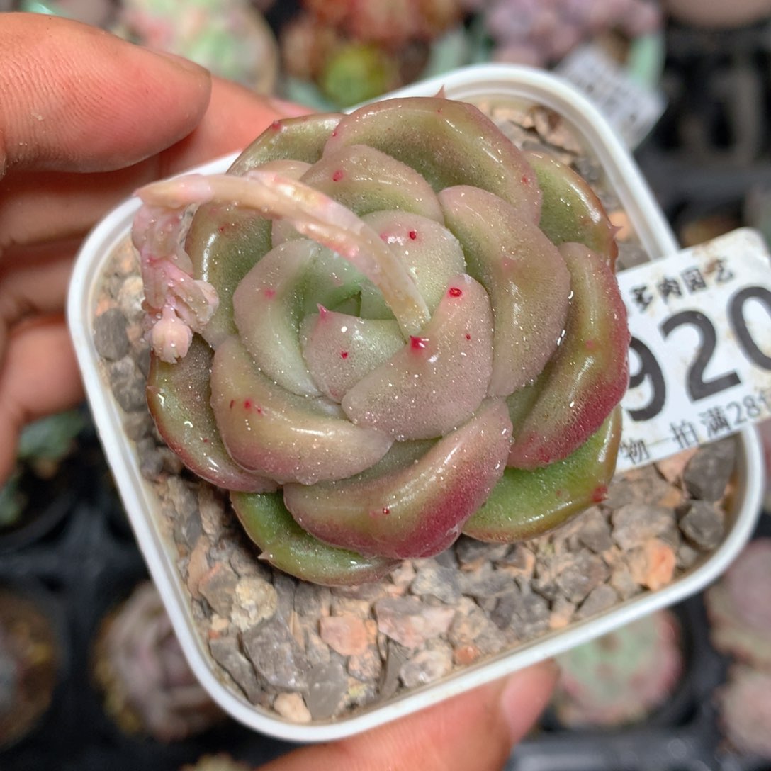 5CM拇指盆精控多肉ZB920