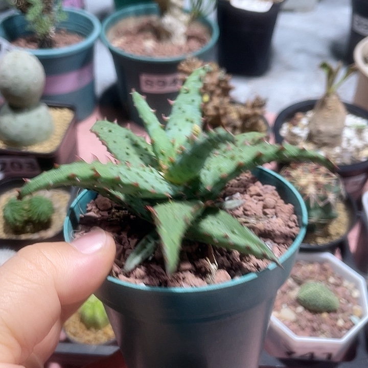 687卡萨帝芦荟块根