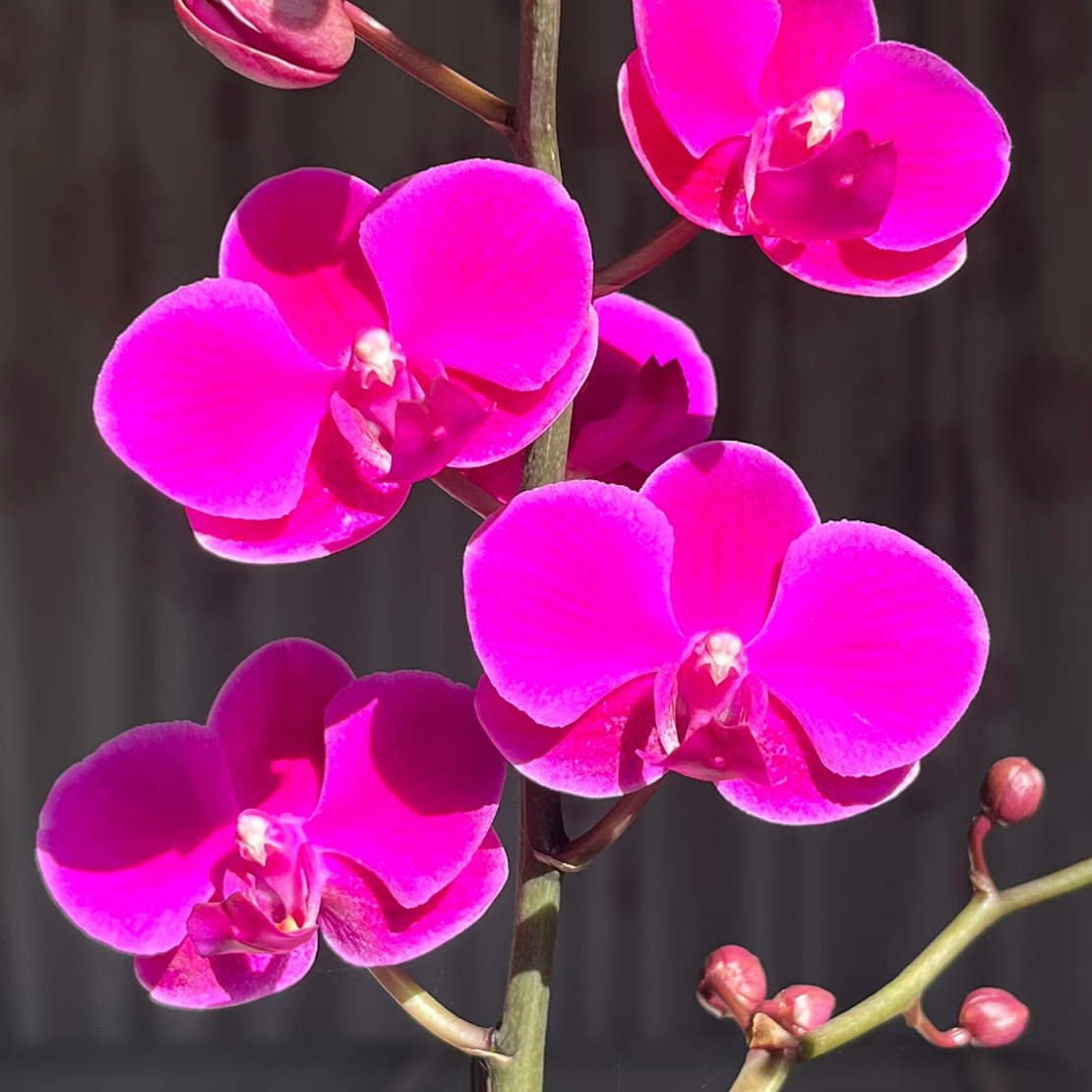 满天红3.5成熟苗不带花带花剑断侧枝消苞无售后