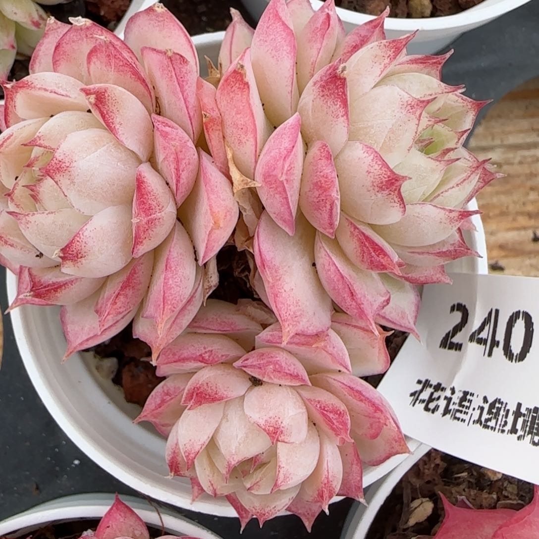 花语逸镜0215-240