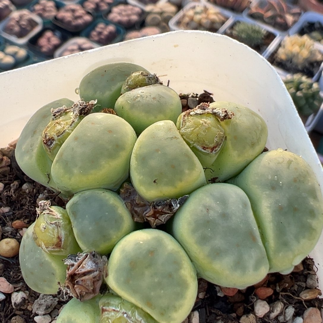 119多肉植物百科植物