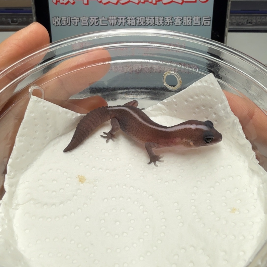 肥尾守宫奥利奥无纹