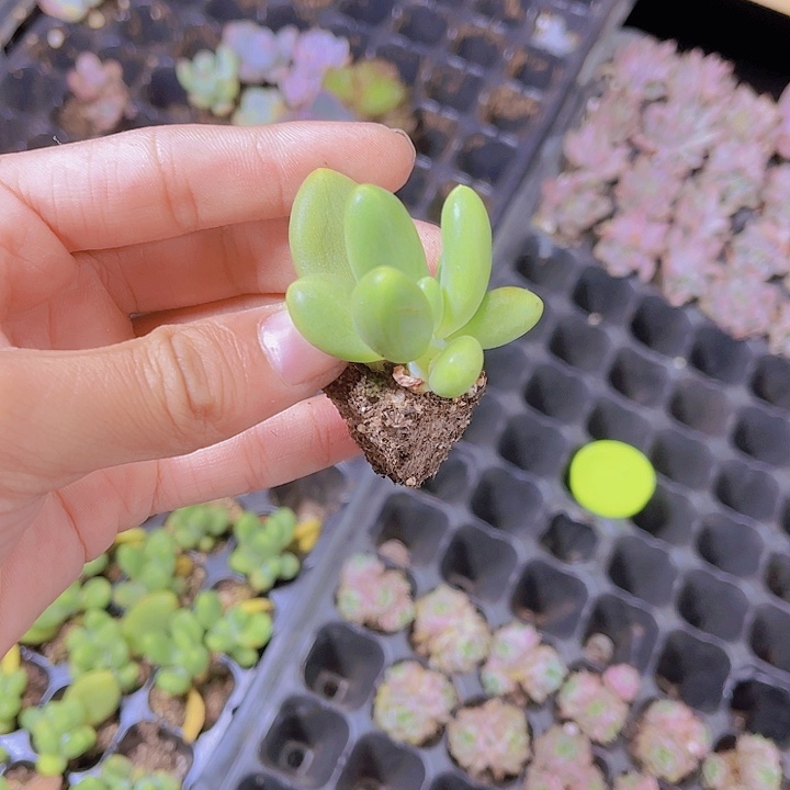精品芒果奶多肉植物